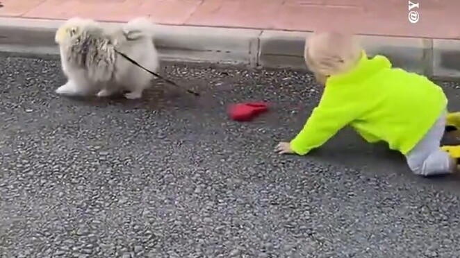 I will never let my child play with fireworks again🎆|Is it the person walking the dog or the dog wal