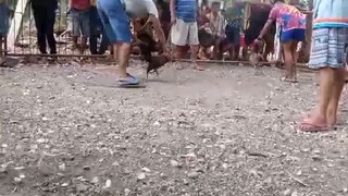sayang mga lods maganda sna ipinakitang laban ng ating manok kaso  hndi maganda ang pagkabit ng tari