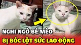 Dân mạng nghi ngờ em mèo bị bóc lột SỨC LAO ĐỘNG và cái kết 😂 | Yêu Lu