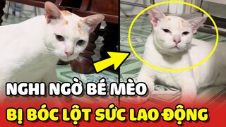 Dân mạng nghi ngờ em mèo bị bóc lột SỨC LAO ĐỘNG và cái kết 😂 | Yêu Lu