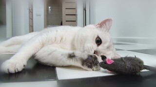 Incendiary dance of a cat and a mouse | Silver shaded | Scottish straight cat 9 months