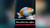 CUỐI CÙNG THÌ TUI ĐÃ RƯỚC ĐƯỢC SIÊU PHẨM TÀU NGẦM RỒI ❤️❤️❤️ TuongVyVy votuongvy1196 foryoupage fish goldfish cacanh cabaduoi omg xuhuong thucung