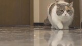 How flat can a cat squash itself? 5cm can pass!