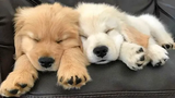 Funniest & Cutest Golden Retriever Puppies 3 - Funny Puppy Videos 2021