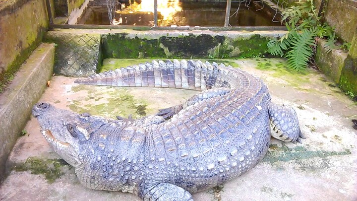 Lý do con cá sấu nó ghét mình (The reason why my crocodile hates me)
