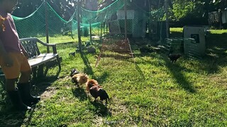 Sparring for Selection (Sweater Radio vs. White Hackle Gray Cross)