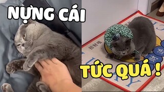 Bị Chọc Tức, HOÀNG THƯỢNG Quyết Tâm Bỏ Nhà Đi 😎 | Pets TV