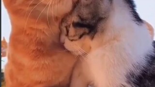 Best Friends - Cute Cats besties 🥰🥰