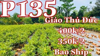 Mai vàng chơi tết p135 | 0985219367  Văn | Mai Vàng Giảo Thủ Đức Chơi Tết 400k/2 - 350k/2 Bao Ship