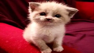 Funny Animal Videos 2022 😂 - Funniest Cats And Dogs Video 😺😍