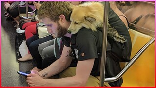 Funny Dog and Their Human that will MAKE YOUR DAY! - Cute Dogs Show Love