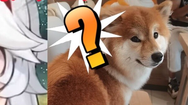 Woomi: Thất bại trong cuộc chiến với con chó à? ! Tại sao bạn không cưới anh ấy?
