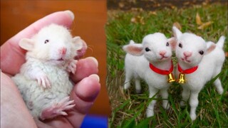 Cutest baby animals Videos Compilation Cute moment of the Animals - Cutest Animals #10