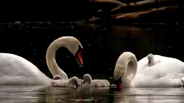 Mute Swans swimming and eating