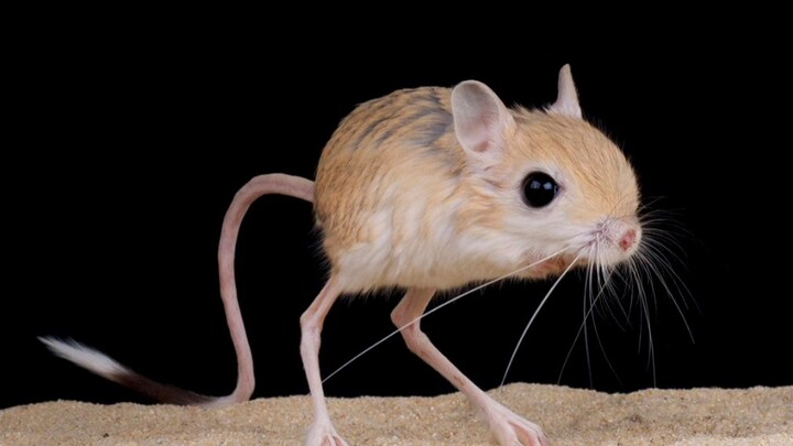 cumantikus