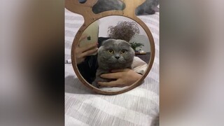 Em đây như búp trên cànhDễ ăn dễ ngủ lại còn dễ thươngmèo meomeo meow xh xuhuongtiktok