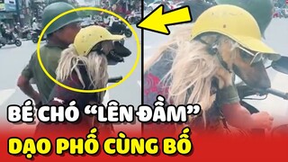 Bé chó được bố LÊN ĐẦM và ĐỘI TÓC GIẢ khi đi DẠO PHỐ 😂 | Yêu Lu