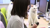 Animal|When You Have A Cat As Your Colleague