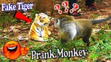 Fake Tiger Prank Monkey and Dog So Funny in 2020 - Fake Tiger vs Real Monkey Prank Very Funny