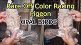 RARE OFF COLOR RACING PIGEON | OPAL