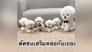 เพื่อนตัวน้อย สัตว์เลี้ยงแสนซน : ตัดขนเสริมหล่อกันเถอะ