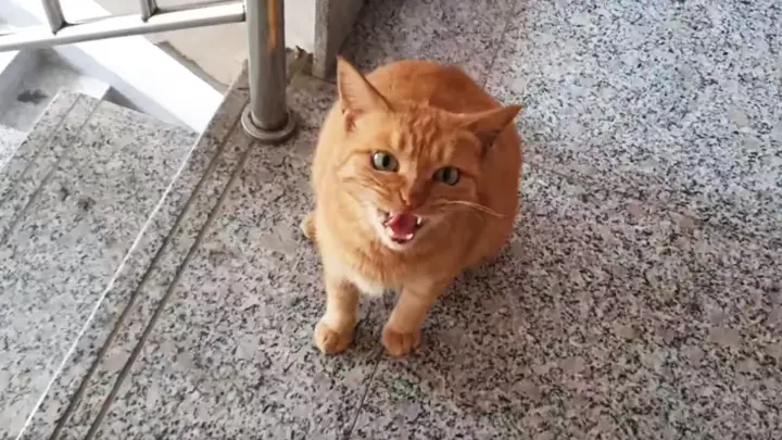 [Animals]When a gentle cat suddenly becomes cranky