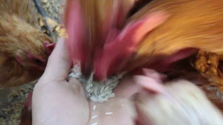 Netizens said it was very comfortable to feed chickens with rice on their hands!