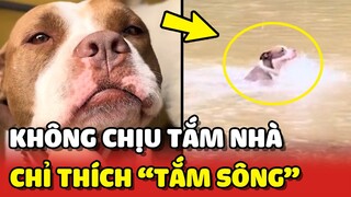 Cưng xỉu với em Pitbull không thích TẮM NHÀ chỉ thích TẮM SÔNG 😂 | Yêu Lu