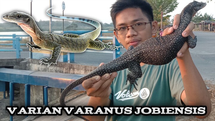 Biawak leher merah ( Varanus jobiensis ) locality marauke Papua