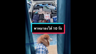 พาหมาลงใต้ 10 วัน 6 จังหวัด ภาคใต้ หมาเที่ยวได้ไม่ยาก ลุย!!