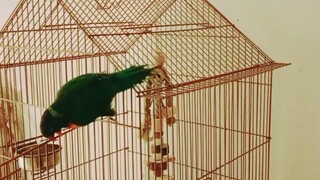 the bird can dance. whoah...