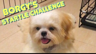 Borgy's Startle Challenge- Cuteness Overload