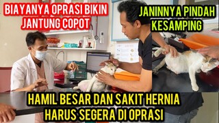 KUCING HAMIL SAKIT HERNIA BIAYA OPRASI MAHAL BANGET BIKIN JANTUNG MAU COPOT‼️