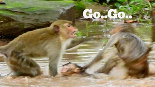 Wow Go...Go..,After Much​ Raining​ Monkeys Take Water Very Happy, Baby Monkey Escape From Fighter