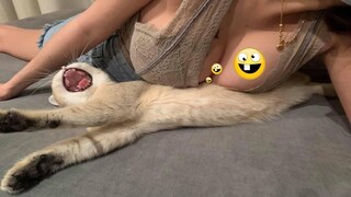 Funniest Animals 2022 😂 Funniest Cats and Dogs 😺🐶 Part 7 | Pets Family