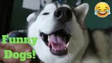 Best Funny Dogs Viral Weekly LOL😂🙃💥 of 2019| Funny Animal Videos💥👌