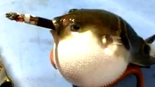 The Boy Shoveled a Cigarette Into the Blowfish’s Mouth