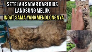 Kucing Cantik Jalanan Yang Sakit Prolaps Sudah Di Oprasi Langsung Meluk Sama Yang Menolongnya..!