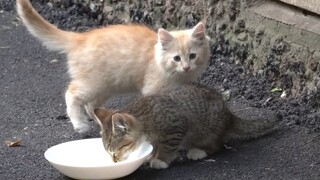 New kittens drink milk and eat food