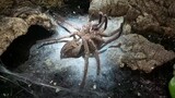 The molting of spiders