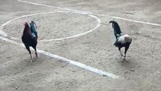 3rd fight 4cock derby 2W2L