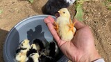 [Động vật]Một chú thỏ và vài chú gà