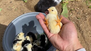 [Animals]A Rabbit And Some Chicken