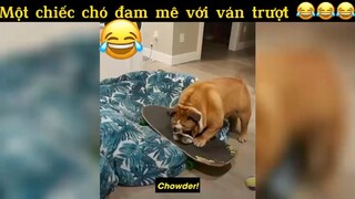 Một chiếc chó đam mê với ván trượt