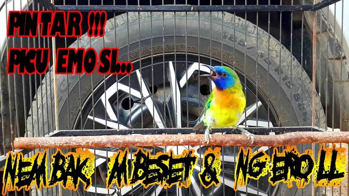 Kinoi Istimewa Pintar Picu Emosi Burung Yang Fighter Sekali Dengar Auto Dongkrak...!!!