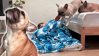 French Bulldogs ของฉันทำอะไรเมื่อฉันนอนบนเตียงของพวกเขา ปฏิกิริยาการร้องเพลงตลก 😲