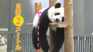 [Hewan]Kehidupan Panda di Umur 300-350 Hari