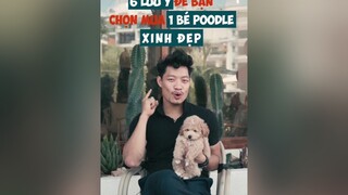 6 lưu ý để chọn mua 1 bé Poodle xinh đẹp dcgr tuitienpet LearnOnTikTok education poodle pet tips pets