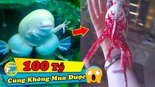 9 Thú Cưng Cực Kỳ Bí Ẩn  Đáng Sợ Và Giá Trị Bậc Nhất Được Các Đại Gia Săn Lùng | Vivu Thế Giới