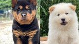 Sáu loại chó mục vụ trông như thế nào khi chúng còn nhỏ và khi chúng lớn lên